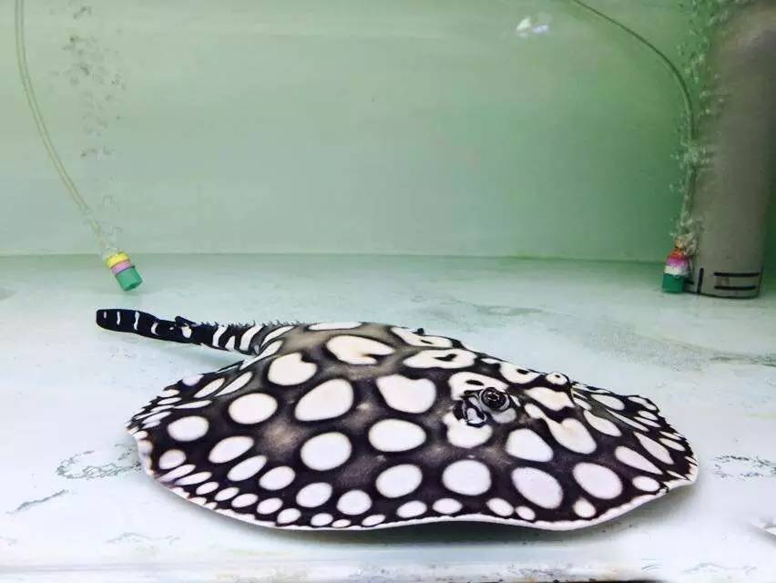 选鱼养鱼那些事儿，养鱼人一定要看！