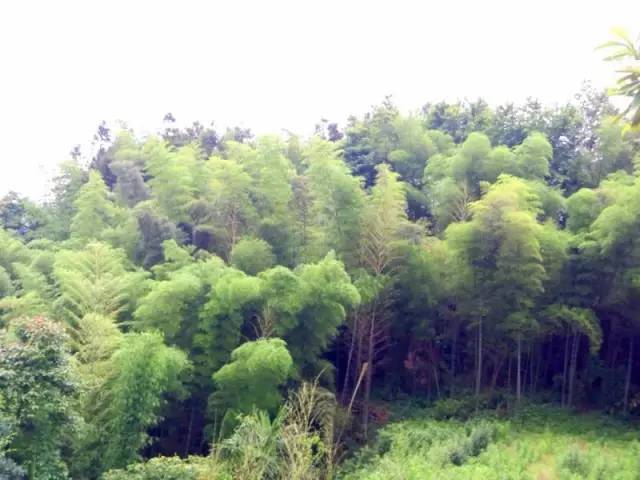 圣灯山老场镇风貌改造项目,圣灯山镇未来5年规划