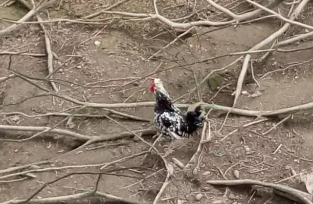 圣灯山老场镇风貌改造项目,圣灯山镇未来5年规划