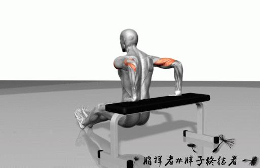 健身应该先练力量吗,哑铃大肌肉群增肌训练