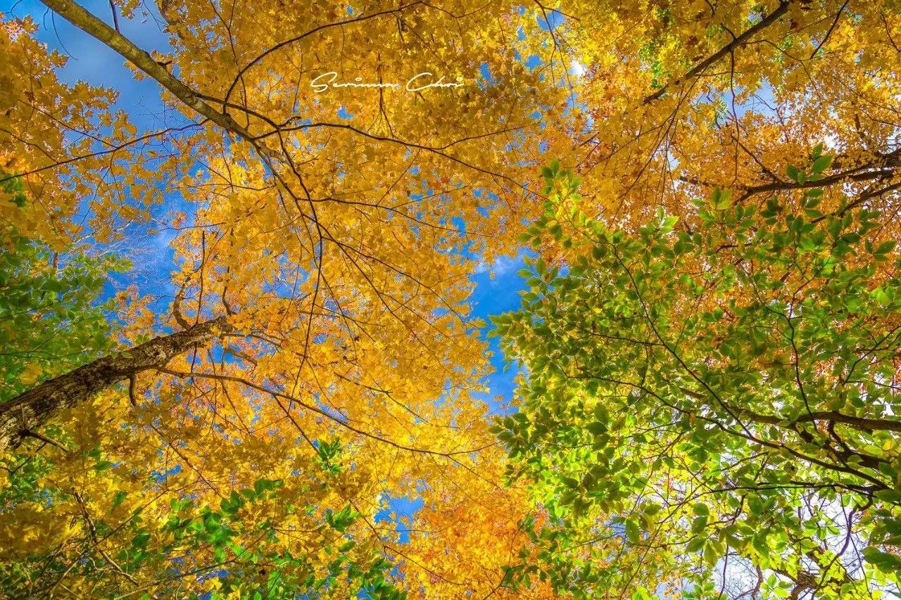 琛屾憚鍗冨北涓囨按鏁欑▼,琛屾憚鏀荤暐