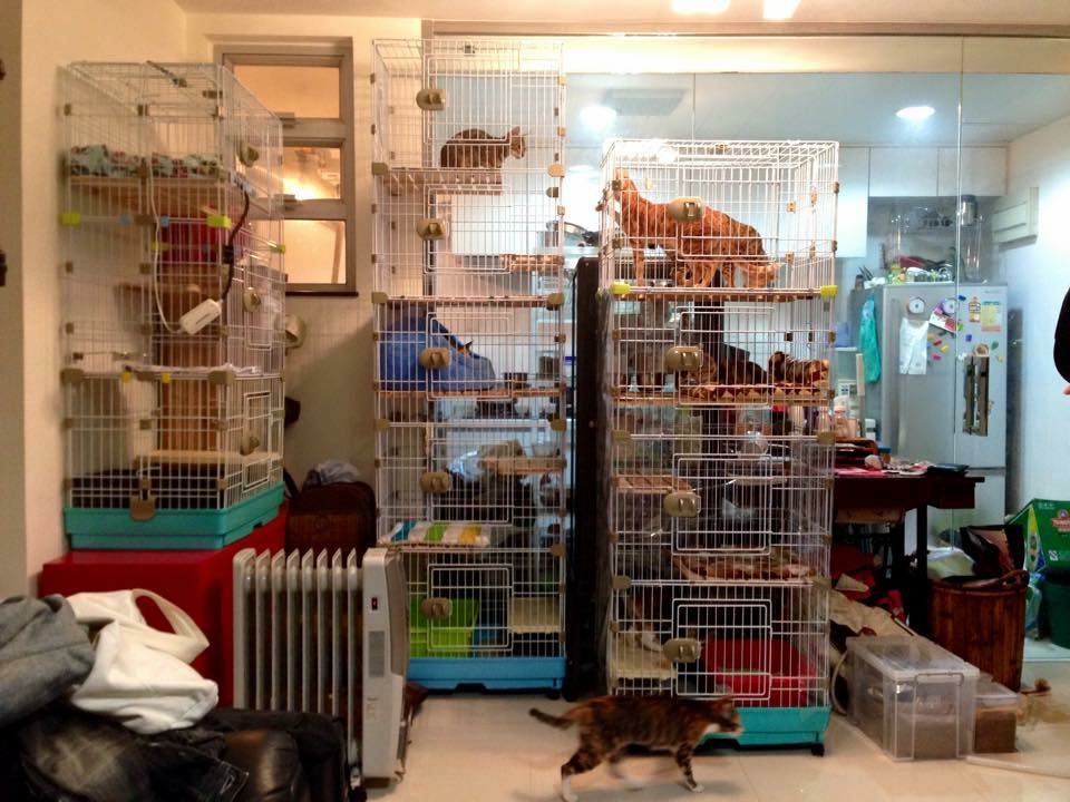 这个香港女孩，是20只残疾猫咪的妈妈：“我会照顾它们到老”