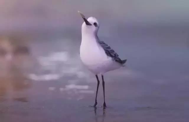 鸟是好鸟就是话多这幅图表达什么,鸟是好鸟是什么梗