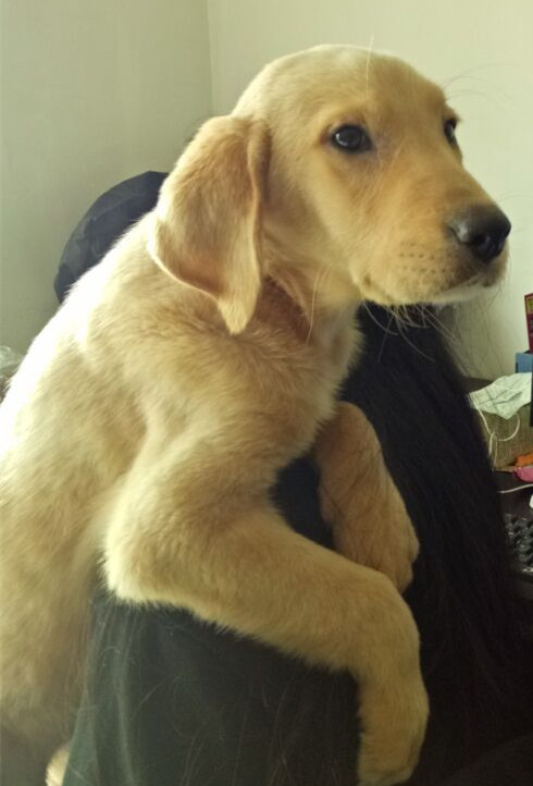 犬瘟热的综合防控策略,得犬瘟的狗狗能治愈吗视频讲解