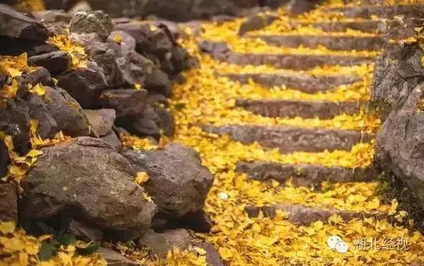 武汉秋天不可错过的美景,武汉踏春打卡地