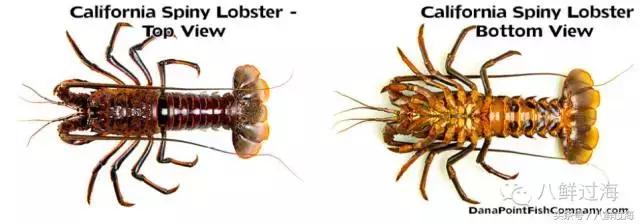 波士顿龙虾竟然是超大号小龙虾,波士顿龙虾绝对鲜活