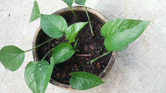 绿萝用水扦插的正确方法,绿萝水养的扦插方法