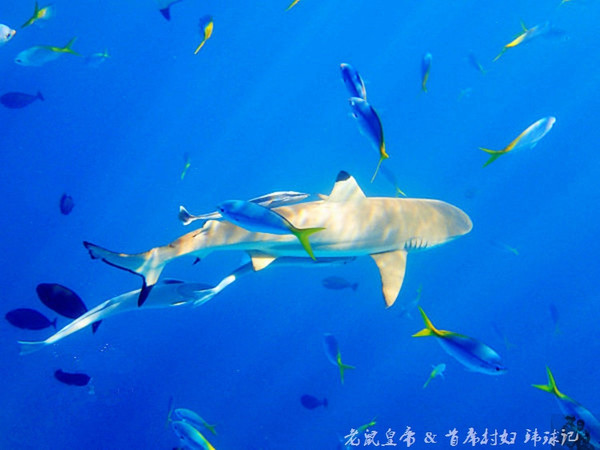 帕劳海底鲨鱼图片大全,帕劳海洋奇观之谜