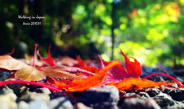 霓虹国秋日暴走之旅,漫步日本旅行游记