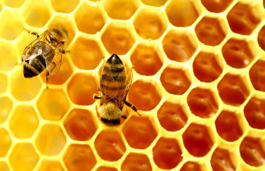 蜂胶检测最简单方法,绿蜂胶的作用与功效