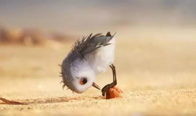 鸟是好鸟就是话多这幅图表达什么,鸟是好鸟是什么梗