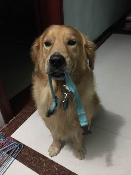 小短腿的金毛是什么犬,小短腿金毛狗狗