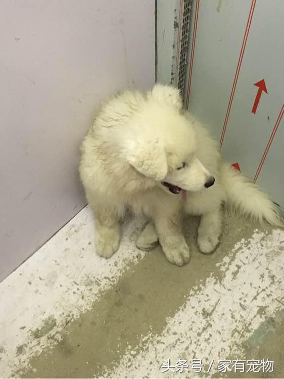 萨摩耶耳朵立不起来是串吗,萨摩耶耳朵立起来又垂下去了
