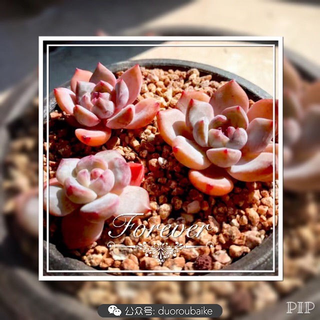 这样的极品雪天使，你可倾心？