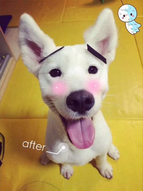 狗狗身上的毛剃光了是不是很难看,狗狗全部剃光毛的样子