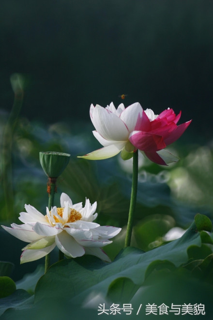 红楼别梦语笑嫣然,红楼别梦小说白话完整版