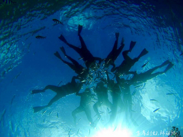 帕劳海底世界完整视频,帕劳潜水遇到的海底生物