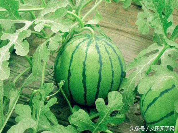 中国地理标志大会视频,国家地理标志产品官方采访