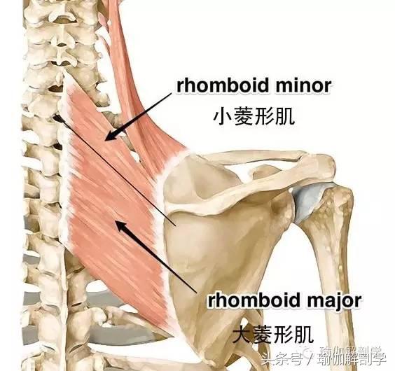 颈椎压迫神经肩背部疼痛,颈肩背部僵硬疼痛是什么原因