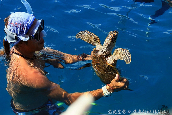 帕劳海底世界完整视频,帕劳潜水遇到的海底生物