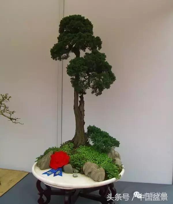 枸杞树桩盆景如何造型,紫薇盆景树桩造型图片