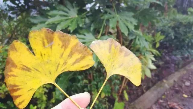 成都寺庙看银杏最美的地方,成都市最美银杏树在什么位置