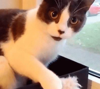 猫咪偷吃被逮个正着,猫咪偷吃被抓猫咪哭了