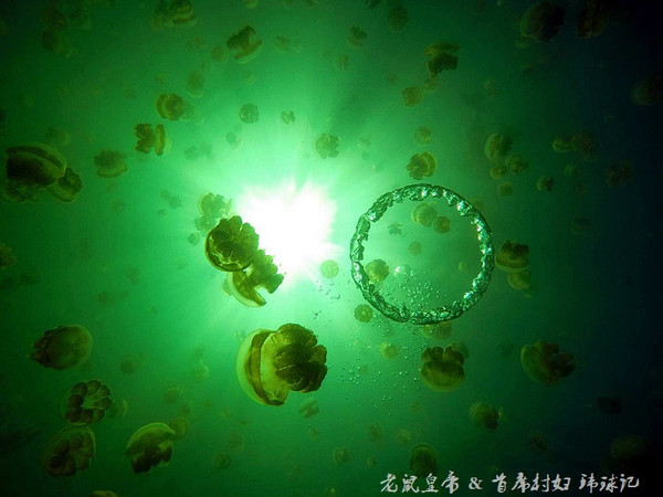 帕劳海底世界完整视频,帕劳潜水遇到的海底生物