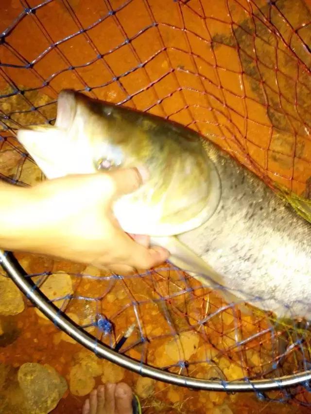 三兄弟垂钓视频,三兄弟钓鱼视频大全集