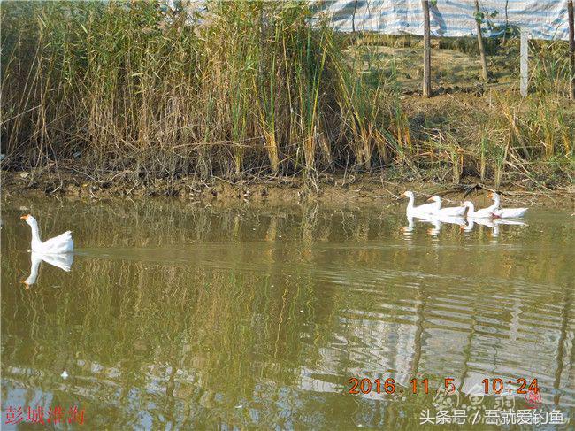 窝料大河野钓推荐,再钓东河水库