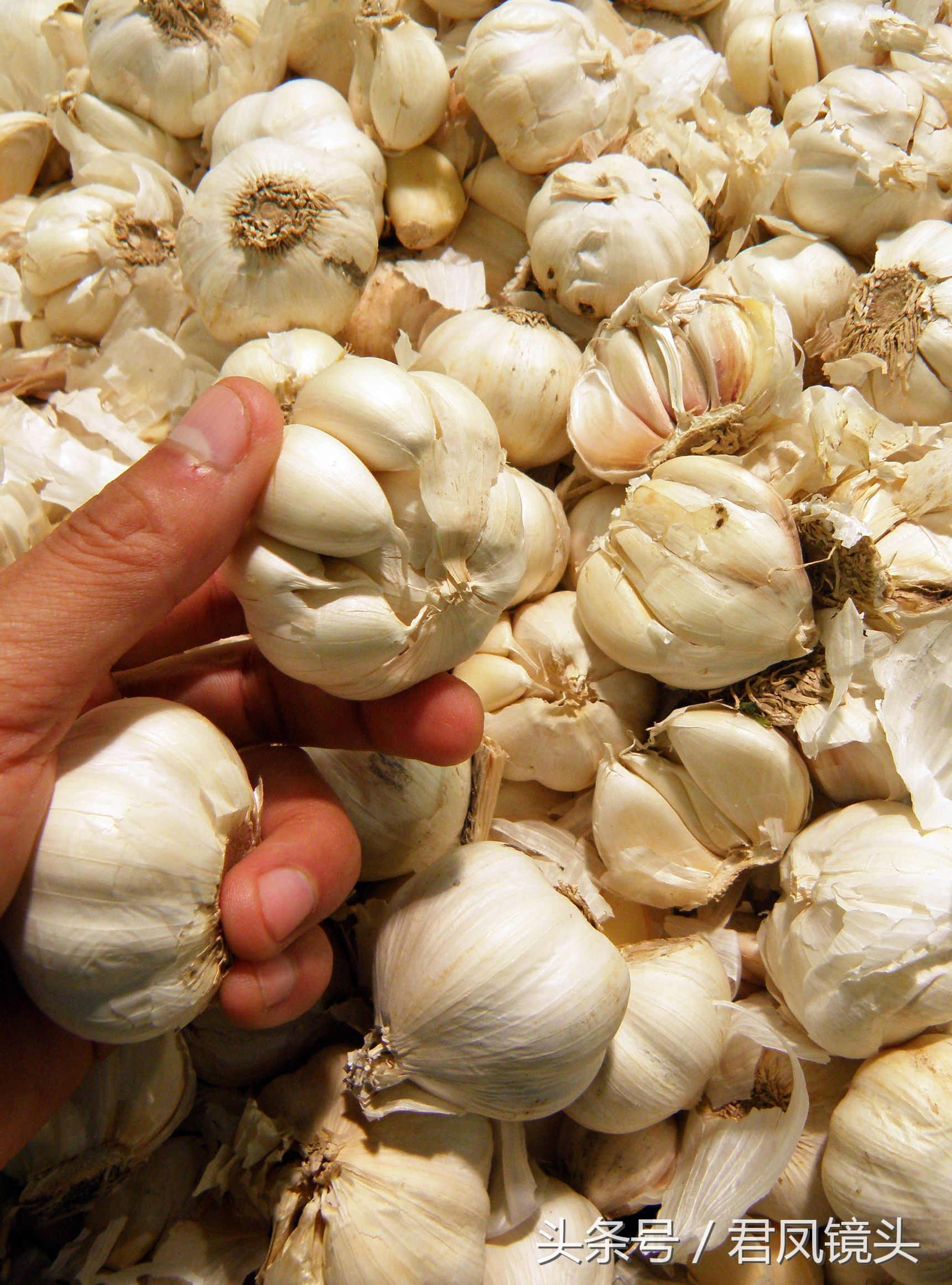 大蒜杀菌消炎食疗方法,吃大蒜能防虫吗