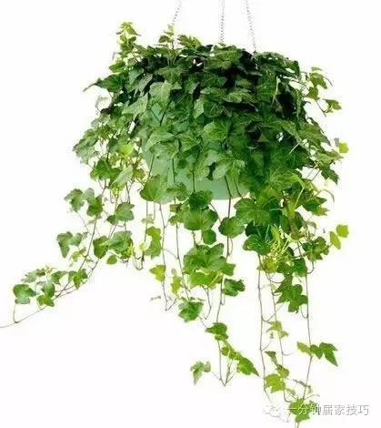 适合在屋里养有利于健康的植物,家里种植什么植物有助于健康