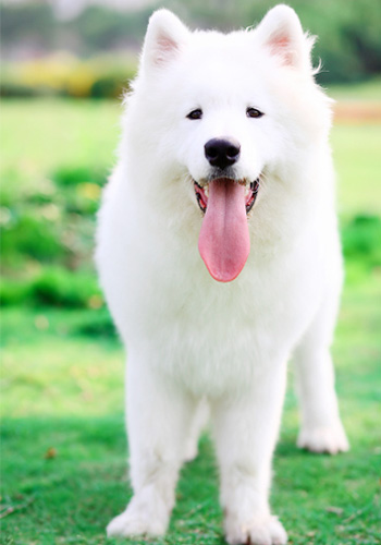 萨摩耶怎么养新手指南,萨摩耶怎么养最好