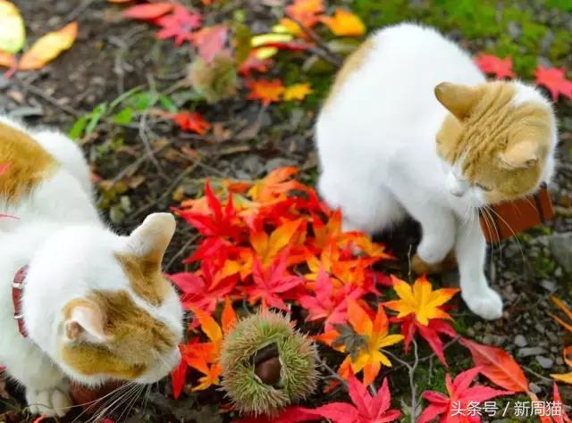 我们也可以像猫咪一样自由吗 (和猫一样的旅行)