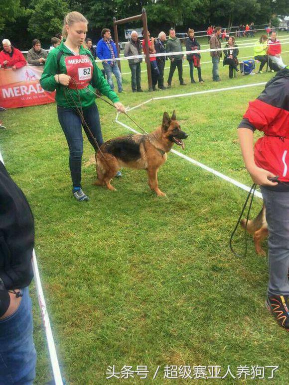 2017年德国牧羊犬犬展,sv德国牧羊犬本部展