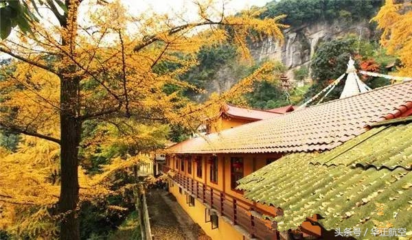 乐山最美银杏打卡地,中国最美十大银杏观赏地