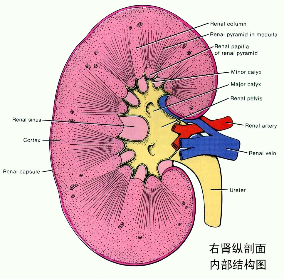 肾脏彩超正常能排除肾脏大问题吗,一般查肾是做b超吗