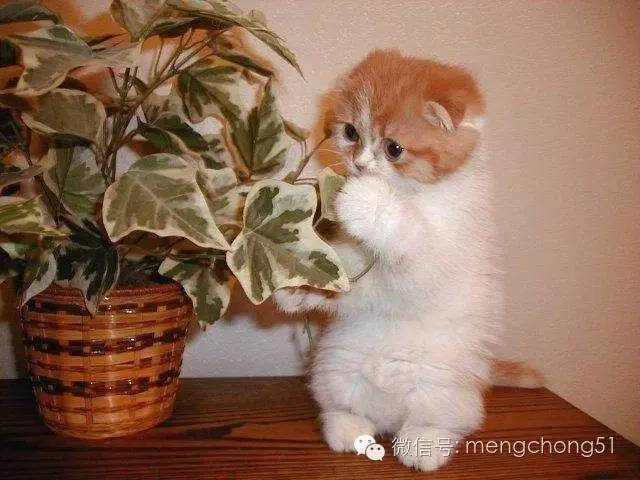 猫咪对哪些植物有毒,对猫咪有毒的植物