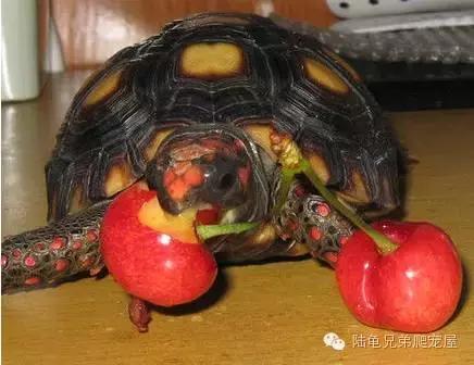 新手入门选什么跑鞋,新手入门选色