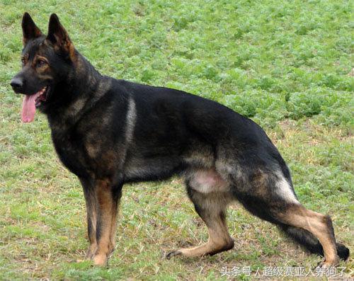 中国牧羊犬俱乐部成立,中国德国牧羊犬俱乐部犬舍