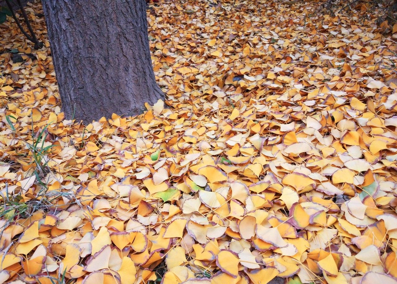 洛阳老城绿豆饼,洛阳绿豆饼制作方法