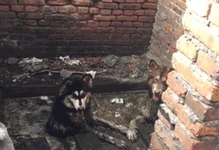 千万不要点开原声是什么梗,千万不要点开原声好吗