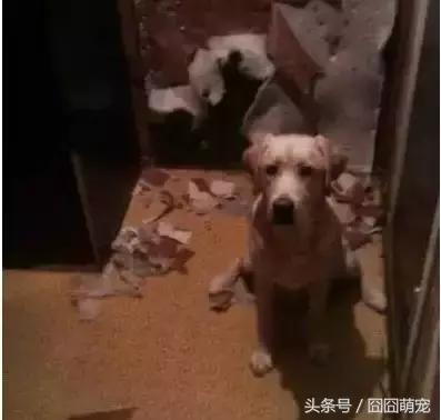 炖狗肉怎么做又香又好吃的视频,炖狗肉放什么料最好吃