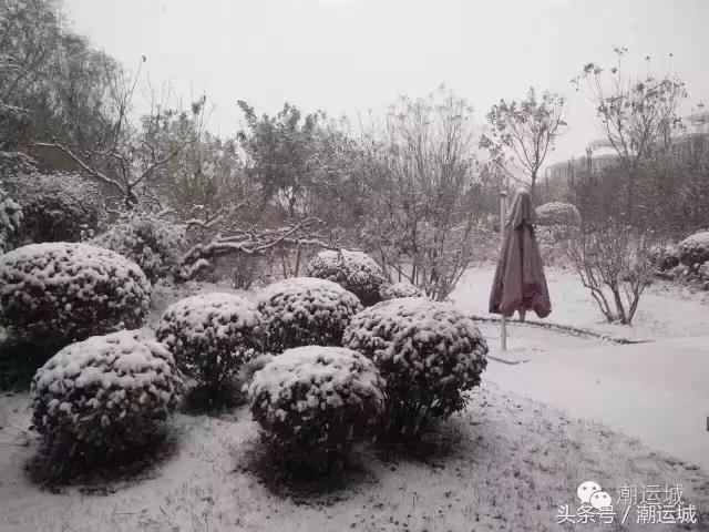 运城雪景有多美,山西省运城市第一场雪