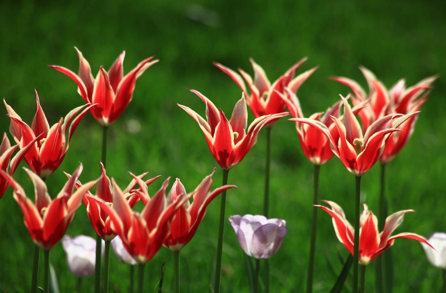 闃冲厜涓嬩簲棰滃叚鑹查儊閲戦鍥剧墖澶у叏,鏂囪壓娓呮柊鐨勯儊閲戦鍥剧墖澶у叏