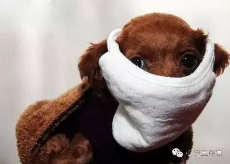 狗狗咳咳咳好像卡喉咙似的怎么办,14岁的狗狗成天咳是什么原因