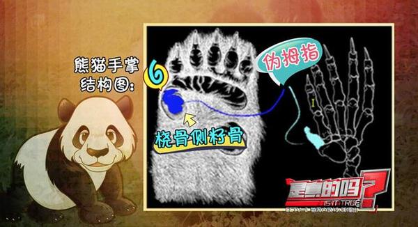 大熊猫第六个手指,大熊猫前手有几个手指