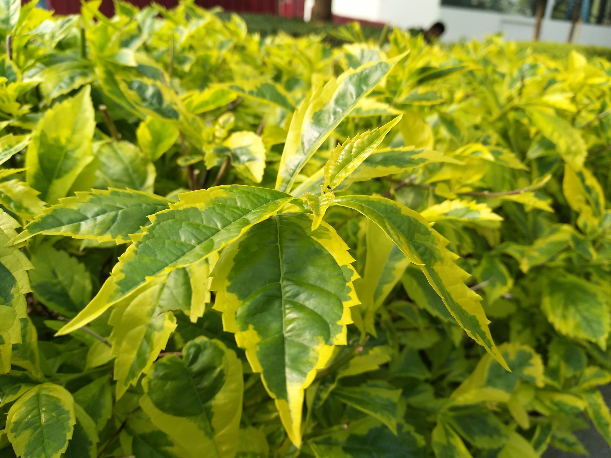 vivox9s柔光双摄怎么样,vivox9拍照效果怎样