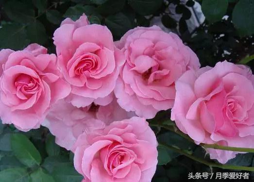 平常的日子送什么花比较好,夏秋季节送什么花合适呢