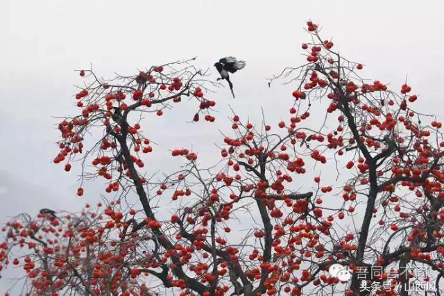 柿子冷落寒风里——稷山游子在深情回望